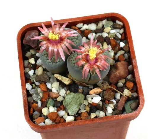 Lithops verruculosa rose of - lithops,