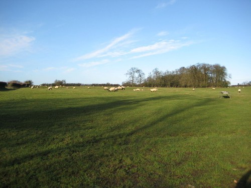 Photo 6x4 sheep grazing - photo,