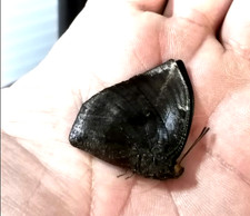 memphis aureola MASCHIO, super