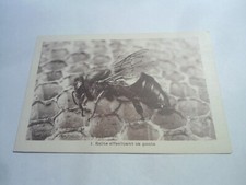 APICOLTURA - ANNI 30 - FP BN NV  - MONTFAVET VAUCLUSE