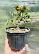Bonsai Cotoneaster