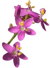 Capsule Horny Goat Weed (epimedium grandiflorum) - 100% vegan