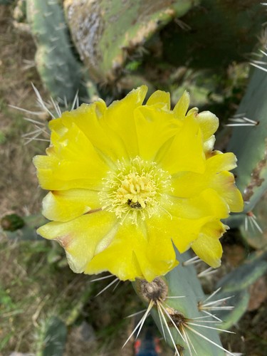 Opuntia robusta talea - opuntia, a