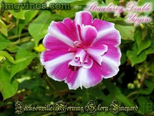 Fragola Doppia Youjiro Giapponese Gloria del Mattino 6 Qtà