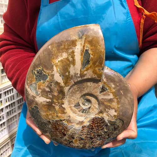 Libbre tentacolo naturale - 5,39,