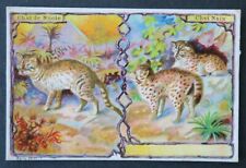 Immagine pubblicitaria cromata