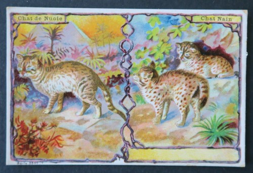 Immagine pubblicitaria cromata