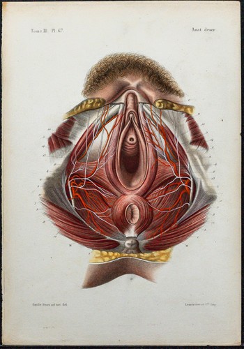 1866 perineo femminile - -,