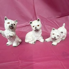 West Highland White Terrier