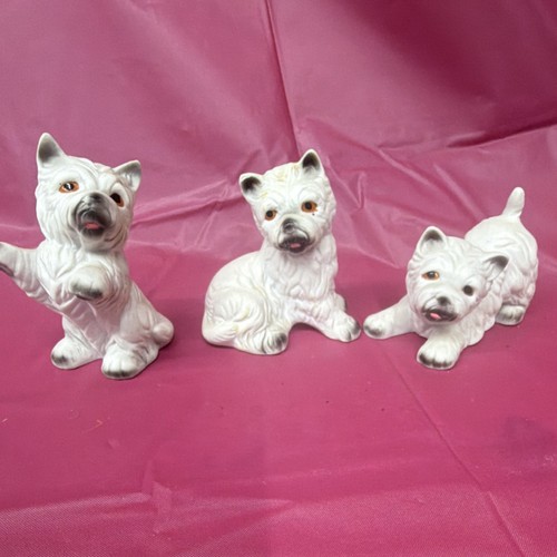 West highland white terrier - highland,