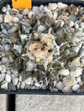 Ariocarpus kotschoubeyanus albiflora Tula rara pianta madre Copiapoa