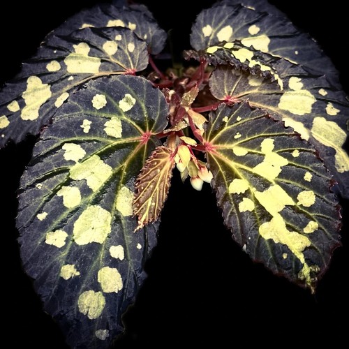 Sale2110 begonia mantuk - sale2110,