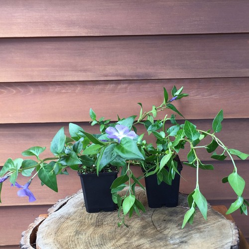 Vinca major copertura terreno