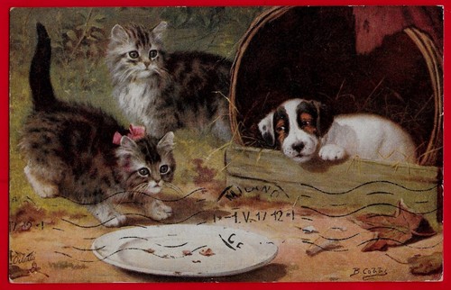 Gatto gatti cane - -,