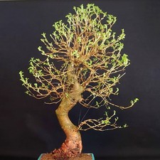 Pre bonsai white - bonsai,