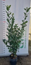50 Piante di Alloro Vaso 18 H 130/150 cm – Laurus Nobilis – Siepe Sempreverde