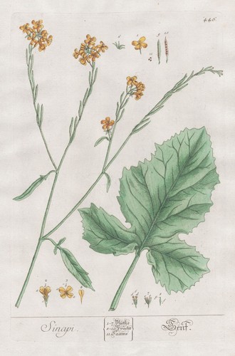 Senape bianca sinapis - senape,