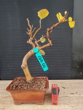 bonsai di gelso h 35 cm visita
