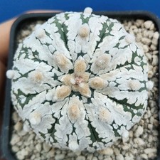 Astrophytum asterias V-TYPE