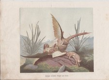 Orig. Caccia incisione su