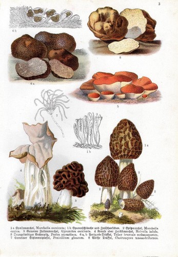 1909 willkomm chromo - 1909,