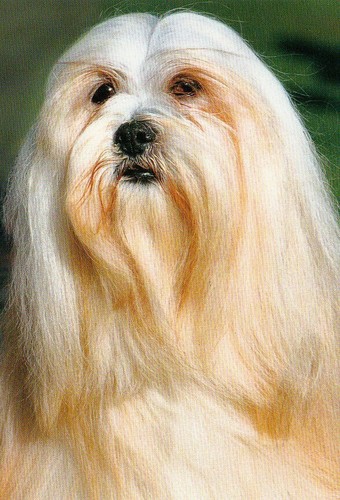 Lhasa apso postkarte - ,