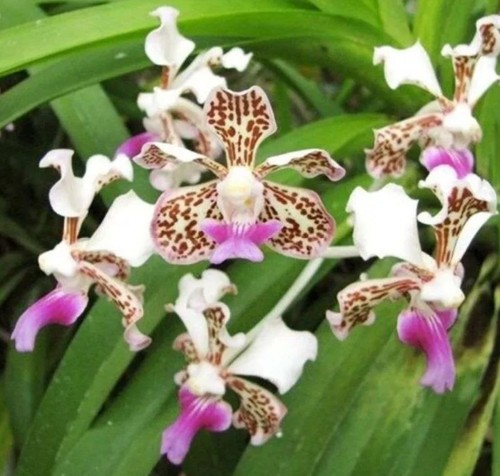 Vanda tricolor