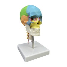 Modello di Cranio Umano