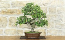 Bonsai di Quercia da Sughero