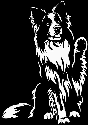 Adesivo border collie - border,