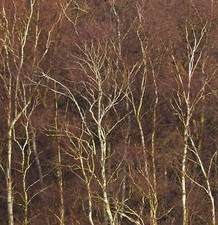 Betula pendula | Silver birch | European white birch - Hängebirke | Weißbirke