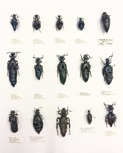 Entomology taxidermy - taxidermy,