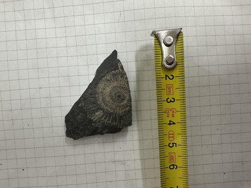 Fossile ammonite - di,