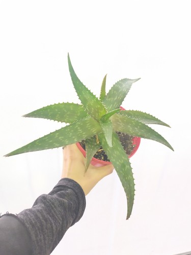 Aloe vera saponaria - vera, varietà