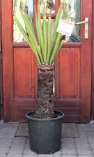 Yucca faxoniana dal - , messico