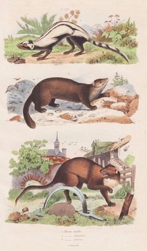 Wiesel marder iltis marten - wiesel,