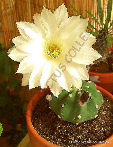 Echinopsis subdenudata raro - subdenudata,