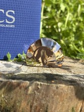 Swarovski SCS Crystal Society Fermacarte Re Leone 2016 Nuovo Riservato Soci