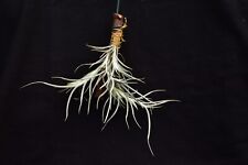 Tillandsia crocata x usenoidi