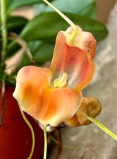 Masdevallia Specie Prodigiosa