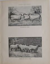 Stampa Di Ferratura 1880 Razze