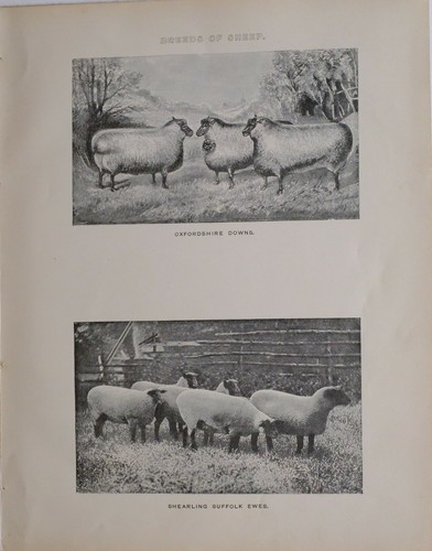 Stampa ferratura 1880 razze - di,