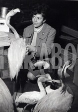 Foto vintage Uccelli, Uccelli