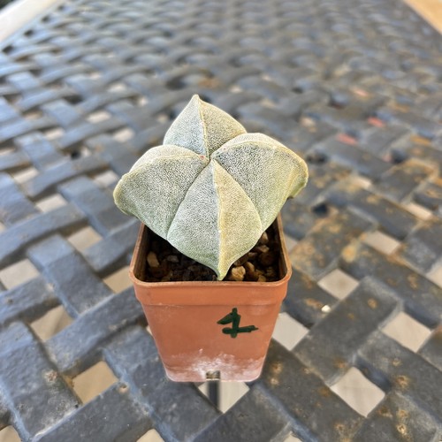 K279 astrophytum myriostigma - k279,