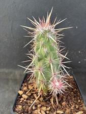 ECHINOCEREUS BRANDEGEEI CACTUS
