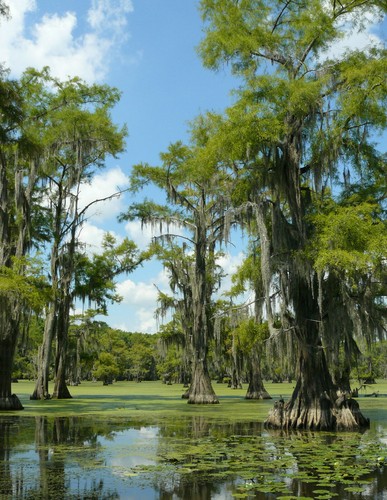 Taxodium distichum cipresso - taxodium,
