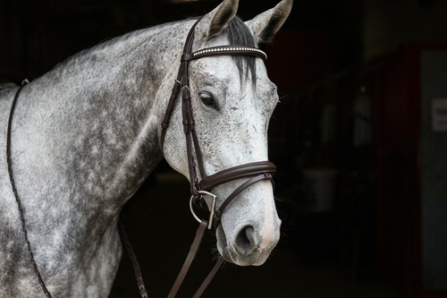 Briglia dressage elegante e - briglia,