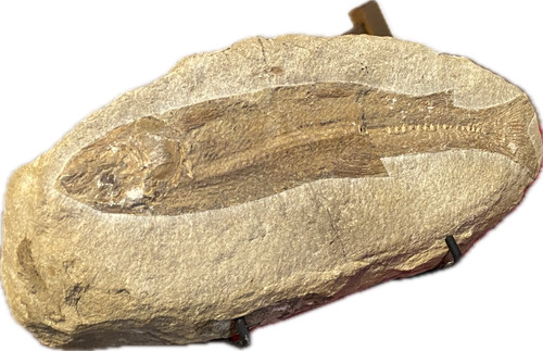 Pesce fossile nodulo - pesce,