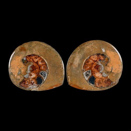 Ammonite fossile goniatite - ammonite, di