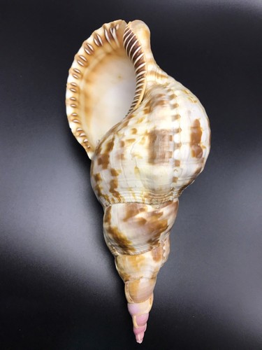 Charonia tritonis tromba - tritonis,